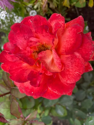 Роза — Википедия