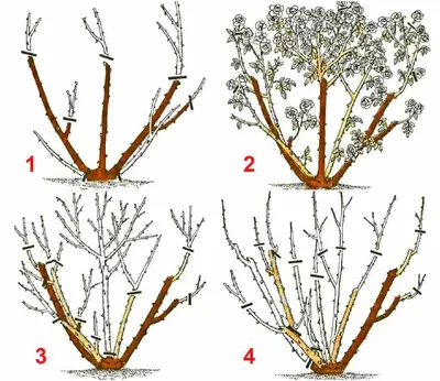 Как кормить и обрезать розы? - МК-Латвия