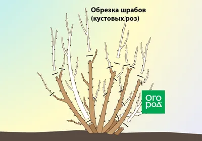 Как обрезать розы: правильная обрезка для начинающих, схемы и время