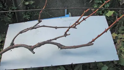 Обрезка винограда осенью для начинающих в картинках пошагово: схемы, видео