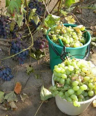Обрезка и формирование сортов винограда. Инструкция для начинающих в  картинках