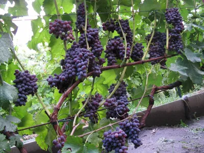 Как правильно обрезать виноград весной - схема для новичков и пошаговая  инструкция с видео