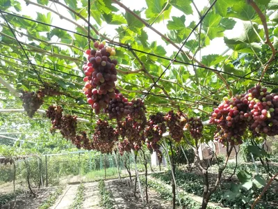 Воспитание винограда — обрезка лозы для начинающих