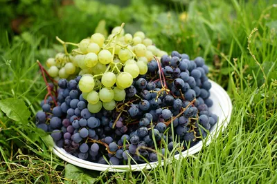 Обрезка винограда осенью: как и когда нужно обрезать виноград