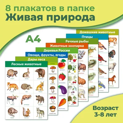 Плакат обучающий А2 \"Дикие животные\" купить в интернет магазине Растишка в  Тамбове