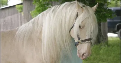 Breyer Коллекционные лошадки Traditional - «Если лошади - ваше всё, то  фигурки Breyer обязаны быть в коллекции» | отзывы