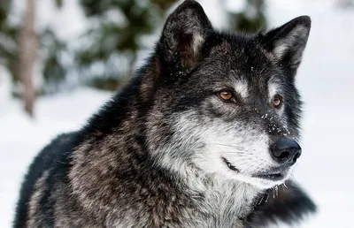 Волк обыкновенный — Canis lupus