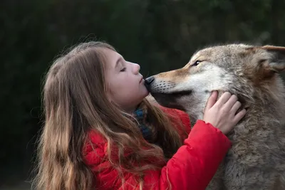 Самые красивые и редкие Волки | ВКонтакте