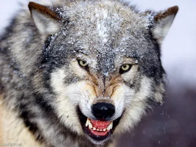 Самые большие волки планеты: ТОП-5 крупнейших видов | Животные, Серые волки,  Волк