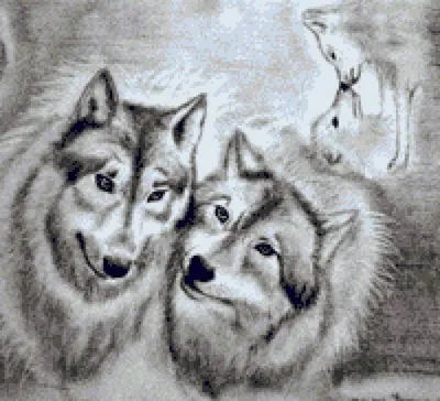Несколько интересных фактов о волках