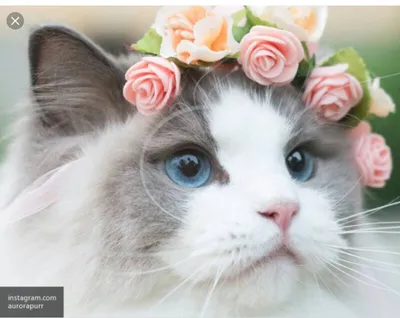 Jane Maday: милые, очень милые кошечки