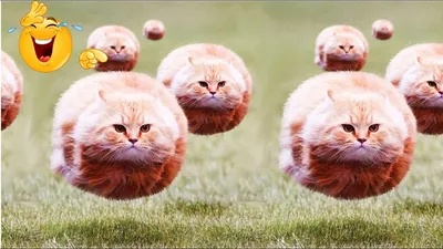Смешные коты (60 фото) | Мемы про котов, Поговорки про собак, Смешные котята