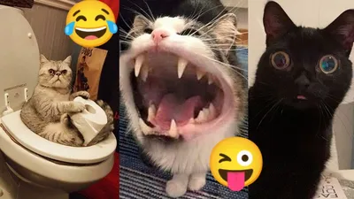 Самые смешные кошки. Фото смешных и забавных кошек, которые рассмешат и  позабавят. Интересные факты про кошек | Все про кошек | Дзен