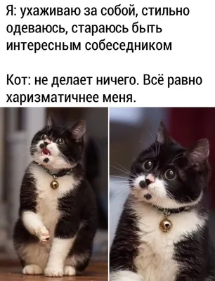 веселыевидео #смешные #коты #питомцы #классные #животные #животныесме... |  TikTok