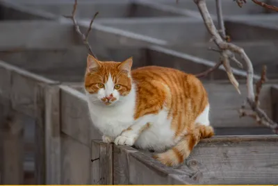 Морская прогулка / одесские котики :: рыжий кот :: котэ (прикольные картинки  с кошками) / смешные картинки и другие приколы: комиксы, гиф анимация,  видео, лучший интеллектуальный юмор.