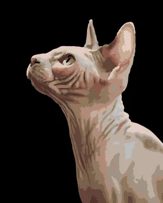 Кошка-сфинкс, тату-компания, временное настенное украшение от боли,  печатный плакат, кошка-сфинкс, тату, подарок | AliExpress