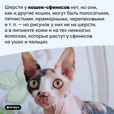 Канадский сфинкс: описание породы кошки, характер, фото и цена | kotodom.ru