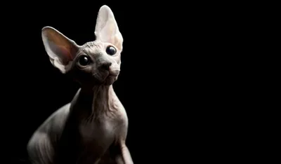 канадский сфинкс-кот синего норка и белого цвета, стоящий с лапой, поднятой  на оранжевом фоне Стоковое Фото - изображение насчитывающей ангстрома,  головка: 232609518
