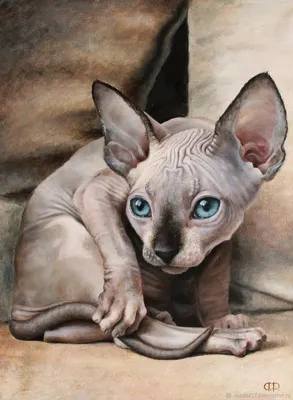 прекрасный синий норк и белый цвет сфинкс-кот 4 месяца лежит на коричневом  фоне Стоковое Фото - изображение насчитывающей трус, ангстрома: 231957206