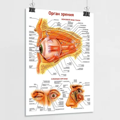 Плакат глаз и органы зрения человека – Полимапия