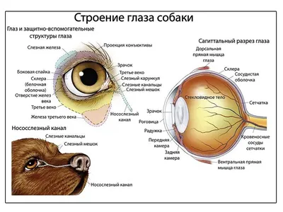 Орган зрения и зрительный анализатор. 8-й класс