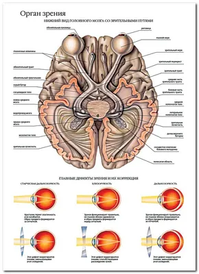 Анатомия: Глаз, oculus. Глазное яблоко, bulbus oculi