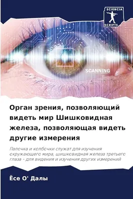 Лэпбук «Глаза и зрение» (16 фото). Воспитателям детских садов, школьным  учителям и педагогам - Маам.ру