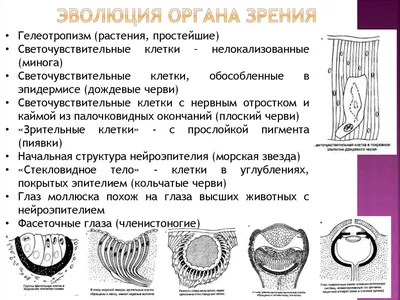 Что такое орган зрения? | Азбука офтальмологии | Дзен