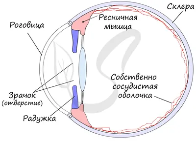 Орган зрения человека, плакат глянцевый А1/А2 › Купить оптом и в розницу ›  Цена от завода