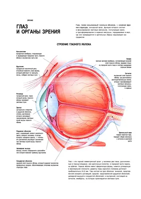 Орган зрения. ГЛАЗ - YouTube