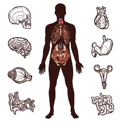 Внутренние органы человека PNG , Человеческая ткань, орган, Медицинское  лечение PNG картинки и пнг PSD рисунок для бесплатной загрузки