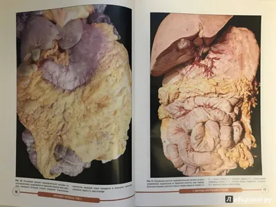Как нарисовать внутренние органы человека - 16 фото