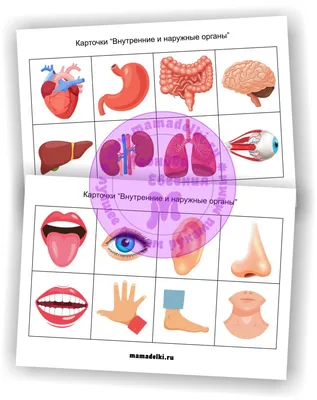 Мастер-класс. Дидактическое пособие «Строение человека. Внутренние органы»  (8 фото). Воспитателям детских садов, школьным учителям и педагогам -  Маам.ру