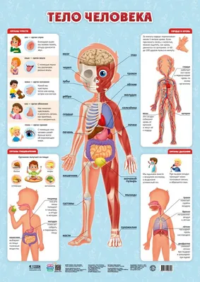 Картинки внутренности человека (43 фото) » Картинки, раскраски и трафареты  для всех - Klev.CLUB