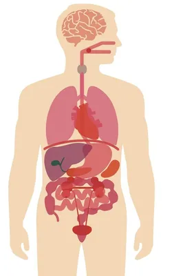 Органы верхней части тела человека PNG , человеческий организм, верхняя  половина тела, орган PNG картинки и пнг PSD рисунок для бесплатной загрузки