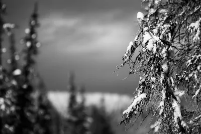 Черно белые пейзажи природы (51 фото) - 51 фото