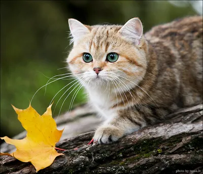 Красивые картинки осени (50 фото) | Прикольные картинки скачать бесплатно |  Фотографии животных, Кошки и котята, Милые котики