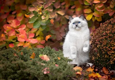 Кошка с глазами цвета ОСЕНИ.... :: Людмила Богданова (Скачко) – Социальная  сеть ФотоКто