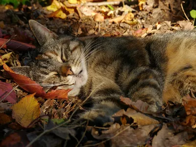 Кошка в осенней листве - 67 фото
