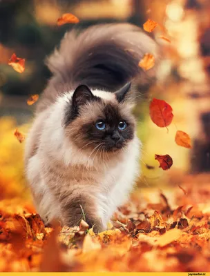 длиннопост :: Осень :: живность :: фото :: котэ (прикольные картинки с  кошками) / смешные картинки и другие приколы: комиксы, гиф анимация, видео,  лучший интеллектуальный юмор.