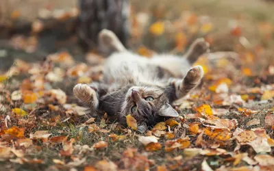 Осенью кошка сидит на ветке дерева. | Премиум Фото