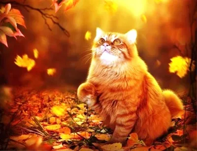 Скачать обои осень, кошка, природа, парк, котенок, листва, пасть, хвост,  раздел кошки в разрешении 1024x1024