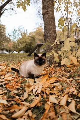 Кошка осень | Кошки, Осень, Искусство