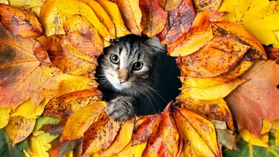картинки : Дикая природа, Котенок, Осень, Млекопитающее, Фауна, Бакенбарды,  Позвоночный, Mieze, Цвет осени, Осенняя листва, Сиамский кот, Породистый  кот, От маленьких до средних кошек, Кошка как млекопитающее 5184x3456 - -  334605 - красивые картинки ...