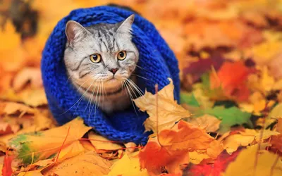 Молодой Кошка Играет В Осень Листья — стоковые фотографии и другие картинки  Домашняя кошка - Домашняя кошка, Осень, Время года - iStock
