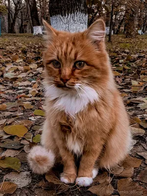 Фотографии кошка Листья спящий осенние животное 640x960