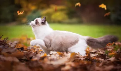 Осенняя кошка | Пикабу