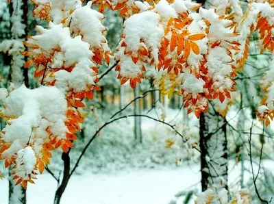 Картина Зима. Первый снег ᐉ Гридасова Анна ᐉ онлайн-галерея Molbert.
