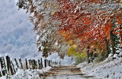 Первый снег, цветок, осень :: Денис Шевчук – Социальная сеть ФотоКто