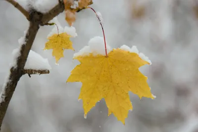 Осенний снег - 45 фото
